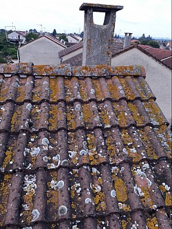 Pleine de mousse et lichens